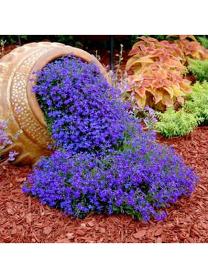 Zengarden Safir Mavi Sarkan Lobelya Tohumu Lobelia Pendula Çiçek Tohumu