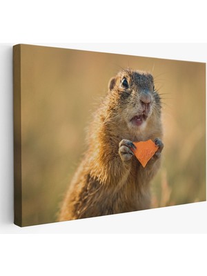 Şaşkın Sincap Dekoratif Kanvas Tablo 1158