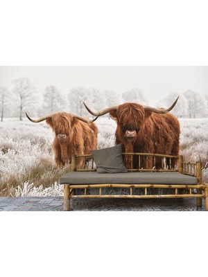 Yb Iskoçya Sığırları Dekoratif Duvar KAĞIDI-1150
