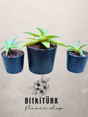 Bitkitürk-Pembe Kaktüs Ailesi – 3’lü Set (2 Mini + 1 Büyük) Seramik Saksıda