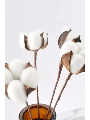 Beyaz Doğal Pamuk Dalları, 6 Adet, Şık ve Zarif Dekoratif Süsler