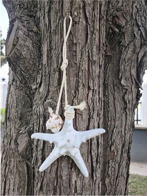 Beyaz Deniz Yıldızı Duvar Dekoru, Doğal ve Şık Ev Süslemesi