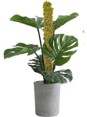 Bitki Destek Çubuğu 120CM Yosun Sopası