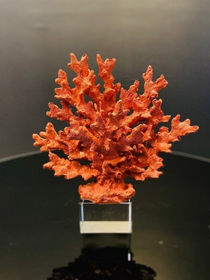 Parlak Turuncu Mercan Figür, 25 Cm, Şık ve Doğal Görünümlü Dekorasyon Ürünü