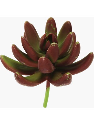 Sukulent Dal Yeşil-Kırmızı 8 cm