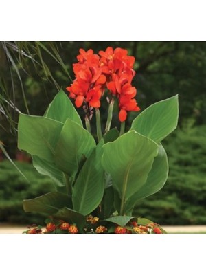 1 Adet Tohum Nadir Bulunan Mis Kokulu Kana Tesbih Çiçeği Tohumu Sürpriz Hediye Tohum