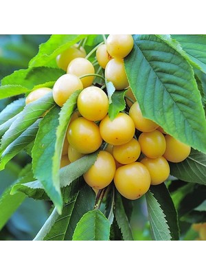 Saksıda Tozlayıcı Starks Gold Sarı Kiraz Fidanı