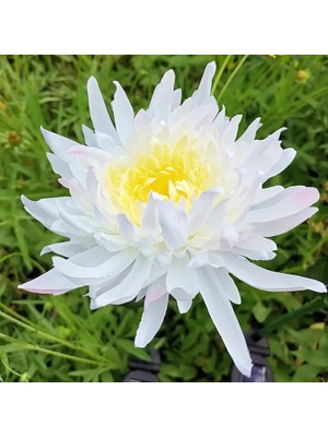 Güneş Enerjili Krizantem Kasımpatı Çiçeği Dış Mekan LED Aydınlatma Solar Chrysanthemum