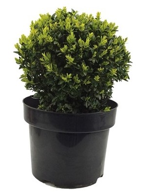 Boxwood Seedling Şimşir Fidanı 20-40 cm ( Buxus Japonica Rococo )
