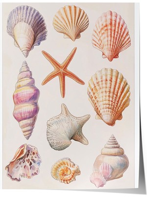Çerçevesiz Poster, Doğanın Incileri – Estetik Kabuk Detayları Poster No: 107444