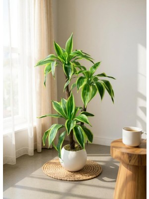 Nettenevime 100*50 cm Yapay Draceena Ağacı Beyaz Küre Saksıda Düğün & Etkinlik Süsleme İçin