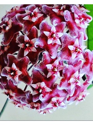 Hoya Pubicalyx Yoğun Kokulu Mum Çiçeği Bitkisi Koleksiyon Serisi