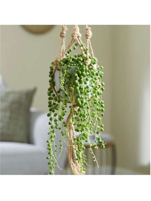 Tesbih Çiçeği – Bezelye Kolyesi - Askılı Saksıda