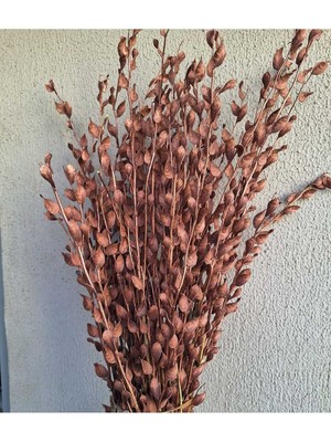 Bakır Rengi Sedef Çiçeği