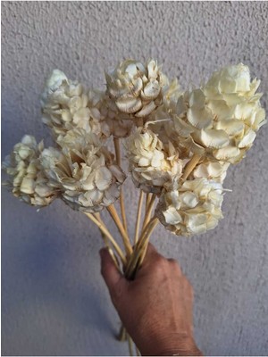 Beyaz Yabani Enginar 5 Adet Kuru Çiçek