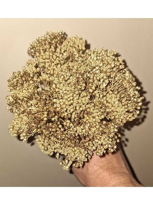 Civan Perçemi Altın Yaldız 10 Dal (Kuru Çiçek)