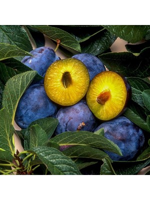 Saksıda Yarı Bodur Reçellik Kurutmalık Sofralık Mürdüm Erik Fidanı