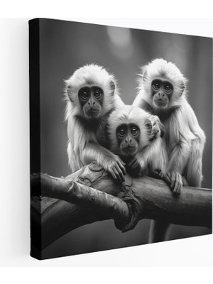 Popcas 3 Maymun Gerçekçi Siyah-Beyaz Kanvas Tablo - 3 Maymun Gerçekçi Fotoğraf Kanvas Tablo