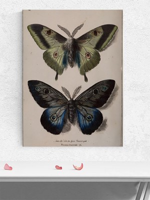 Butterfly Duo, Kelebek Ikizleri, Botanik Sanat Poster - Afiş - Dekoratif Duvar Poster