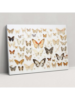 Popcas Kurutulmuş Kelebekler Fotoğraf Gerçekçi Koleksiyon Kanvas Duvar Dekorasyonu - Kelebek Duvar Sanatı Duvar Dekoru