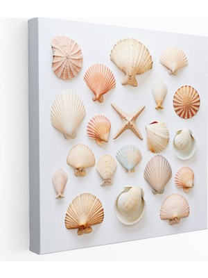 Popcas Minimalist Deniz Kabuğu Koleksiyonu Kanvas Tablo - Duvar Sanatı - Minimalist Fotoğraf