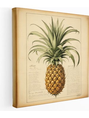 Popcas Ananas Tablo Sanatı - Vintage Botanik Illüstrasyon - Ev Dekorasyonu