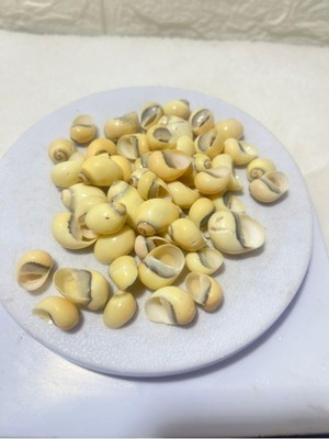 Deniz Kabuğu Paketli (50 Adet )