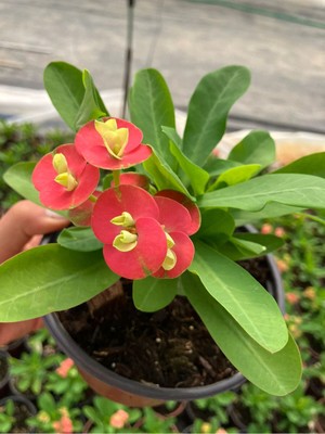 Thailand Kökenli Red Inferno Dikenler Tacı Euphorbia Milii
