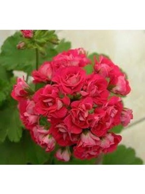 Gül Şeklinde Kırmızı Sardunya Çiçeği, Bahçe ve Hobi Için Renkli Çiçek Seçeneği