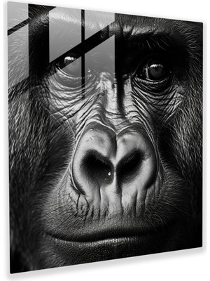 Popcas Gorilla Cam Tablo - Yakından Çekilmiş Siyah Beyaz Goril Fotoğrafı