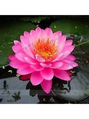 15 Adet Pembe Lotus Su Çiçeği Tohumu, Kutsal Nilüfer Hediye Seti