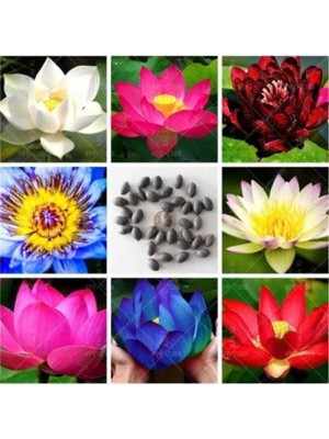 10 Adet Lotus Çiçeği Tohumu, Nilüfer ve Su Zambağı Için Doğal Güzellikler