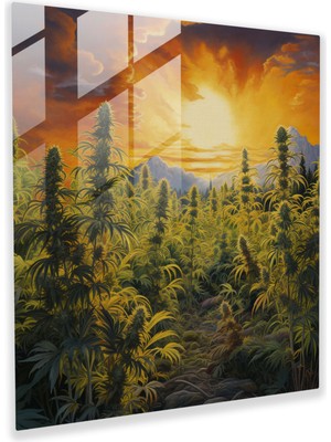 Popcas Altın Kush Tarlası Cam Tablo Baskı - Ot Altın Günbatımı Yağlı Boya Başyapıt Çiçek Açan Marihuana Bitkileri