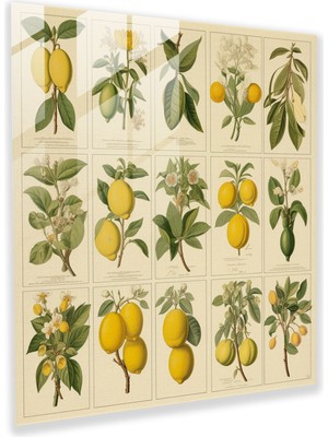 Popcas Retro Limon Ağacı Cam Tablo - Limon Ağacı Cam Duvar Sanatı Cam Sanat Retro Baskılar