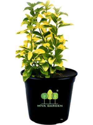 Euonymus Fortunei Emerald Gold Taflan Fidanı 10-20 cm