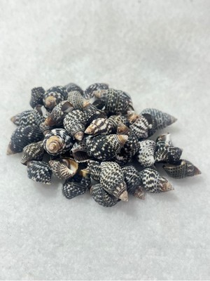 Deniz Kabuğu Koyu Renk Paket (50 Adet)