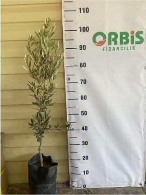 2 Yaş  Gemlik (Trilye) Zeytin Fidanı – Yeşil ve Siyah Sofralık, Aynı Zamanda Yağlık Kaliteli Çeşit