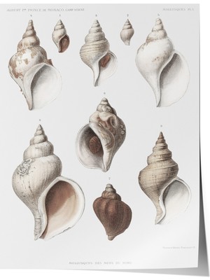 Çerçevesiz Poster, Deniz Kabukları Koleksiyonu Çizim, Banyo Dekoru Poster No: 113628