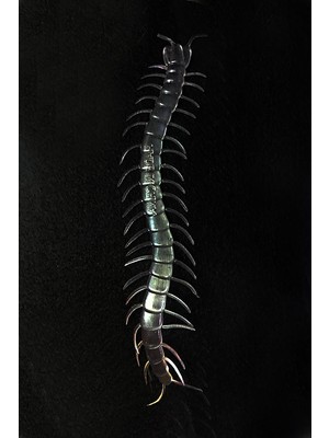 Nessiworld  Şeffaf Renk Karanlıkta Parlayan Fosforlu Kırkayak 13 cm 1 Adet