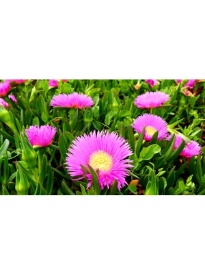 Tunç Botanik KAZ AYAĞI 45 ADET - MEZARLIK KABİR BİTKİSİ