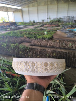 Çok Renkli Orkide ve Bonsai Saksısı, Şık ve Canlı Dekorasyon Için Mükemmel Seçim
