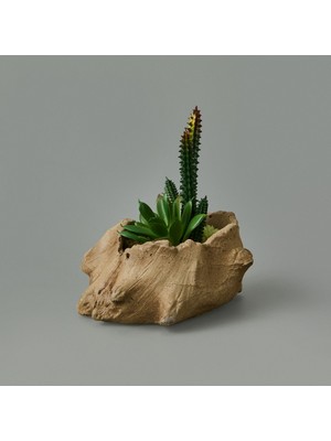Şık Kahverengi Ağaç Kökü Saksıda Sukulent 15X16X16 cm