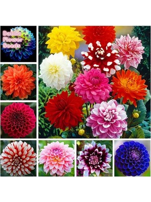 CSY 25 Adet Dev Yıldız Dahlia Çiçeği Soğanı Yumrusu 10 Cm Karışık 12 Renk Yeni Mahsul Çimlenme Garantili