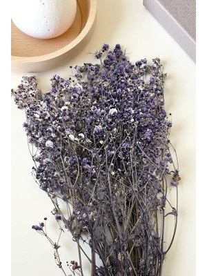 Cassia Cipso Kuru Bitki Lacivert