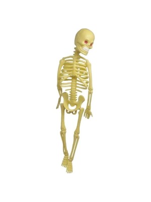 Elif 22 cm Plastik Iskelet Modeli