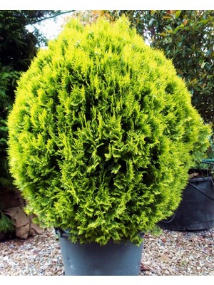 Tunç Botanik ALTUNİ TOP MAZI 50 ADET - SARI ÇİT BİTKİSİ