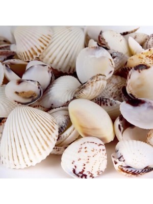 Litaetrend Deniz Kabuğu 200GR Karışık Deniz Kabukları Dekoratif Vazo Akvaryum Süsleme Teraryum Deniz Kabukları
