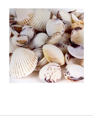 Litaetrend Deniz Kabuğu 200GR Karışık Deniz Kabukları Dekoratif Vazo Akvaryum Süsleme Teraryum Deniz Kabukları ROYALEKS-ENF-025