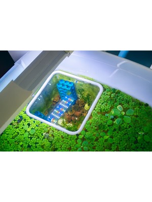 Akvaryum Balık Besleme Halkası - 15X15 cm Yüzen Kare Yemleme Alanı | Bitki Ayırıcı Çerçeve