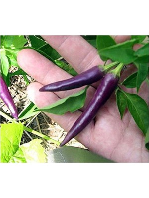 Süper Paket 100 Adet Tohum Mor Acı Süs Biberi Tohumu Mor Biber Tohumu